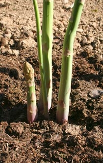 Una guida completa su come prendersi cura della felce di asparagi