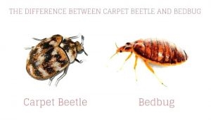 Sepa qué son los insectos pinzantes y las formas de deshacerse de ellos