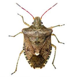 Natural Stink Bug Repellents, der er vidunderligt effektive