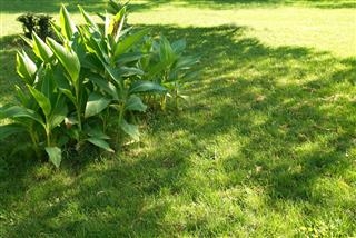 Perawatan Rumput 101: Jenis Rumput Air Dan Bagaimana Membuangnya