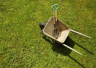 Lawn Care 101: tipi di erba acquatica e come sbarazzarsene