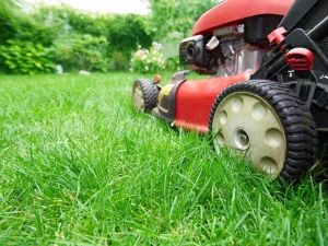 Pielęgnacja trawnika 101: Rodzaje traw wodnych i jak się ich pozbyć