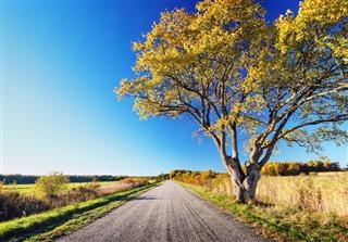 Petunjuk Penting Yang Membantu dalam Identifikasi Yang Benar dari Pohon Elm