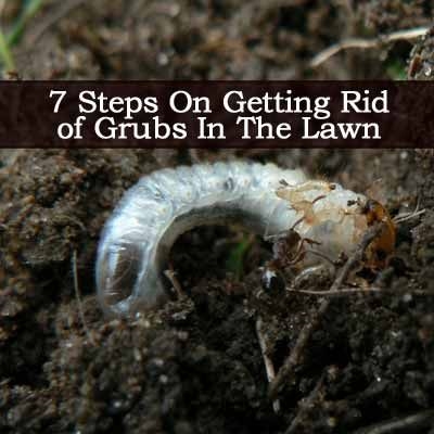 วิธีการกำจัด Grub Worms