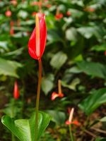 Anthurium blomster