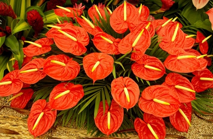 Anthurium Virágok