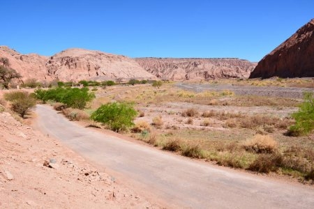 Atacama Wüstenpflanzen