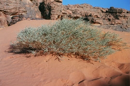 Plantes du désert d'Atacama