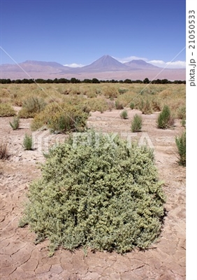 アタカマ砂漠植物
