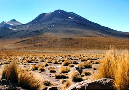 Tumbuhan Gurun Atacama