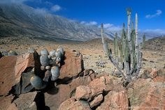 Atacama-woestijnplanten