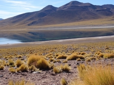 Puščavske rastline Atacama