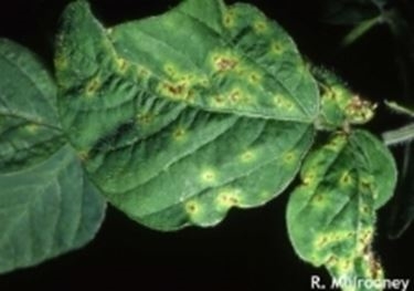 Malattie causate da batteri nelle piante