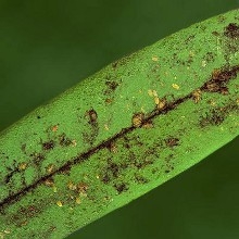 Sykdommer forårsaket av bakterier i planter
