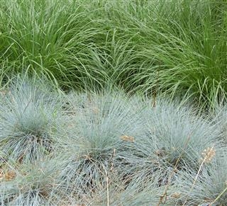 Tørketolerante ornamental gress du vil være glad for å vite om