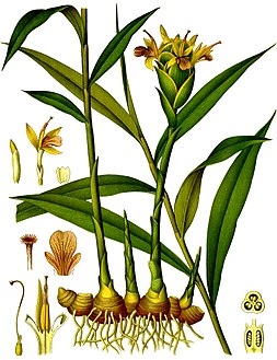 أنواع نباتات الزنجبيل