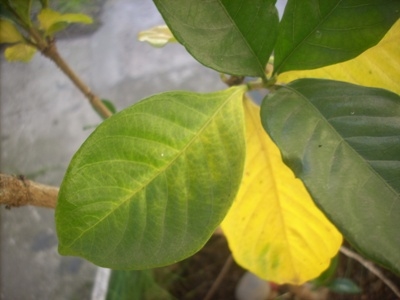 Cómo prevenir el amarillamiento de las hojas de gardenia