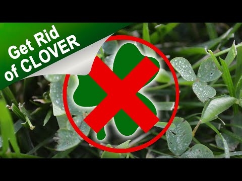 Как да се отървем от плевелите от детелина във вашата градина