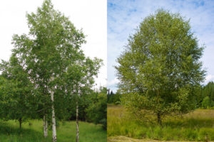 Anvendelser af chinaberry-træ og andre fakta