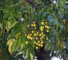 Χρήσεις Chinaberry Tree και άλλα γεγονότα