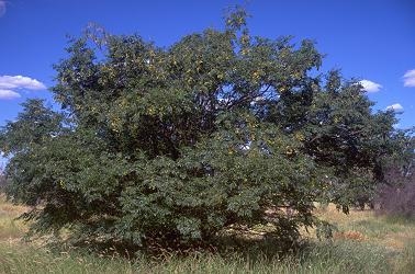 Chinaberry puu kasutamine ja muud faktid