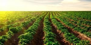 Agricultura de cultivos comerciales: significado, ventajas y desventajas