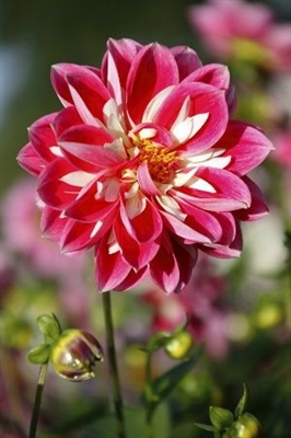Echt interessante feiten over Dahlia-bloemen en hun betekenis