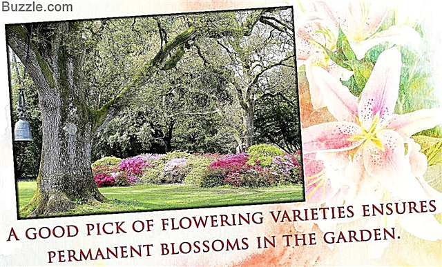 Радость садовника: цветущие кусты, кустарники и деревья