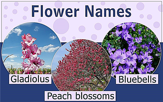 Seznam imen cvetov A-Z, ki bi jih morali takoj dodati med zaznamke