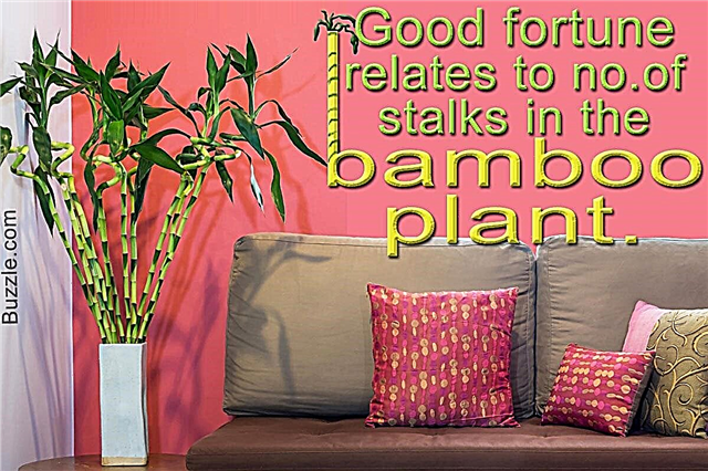 屋内の竹植物：象徴的な意味とケアのヒント