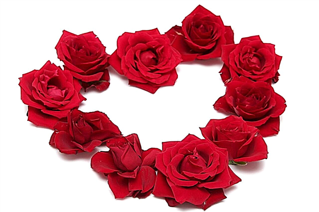Η ενδιαφέρουσα ιστορία για το πώς το τριαντάφυλλο έγινε σύμβολο αγάπης
