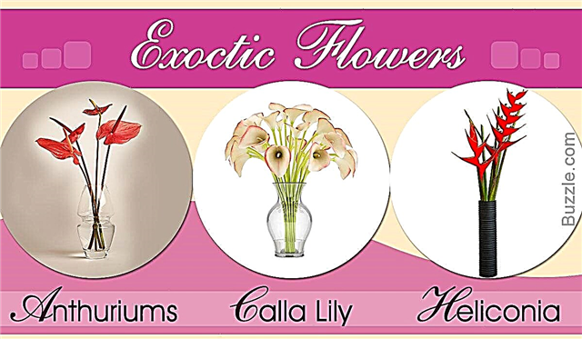 Különböző típusú egzotikus virágok listája gyönyörű látványvilággal