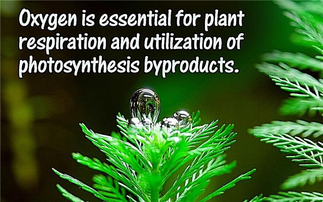 عوامل نمو النبات