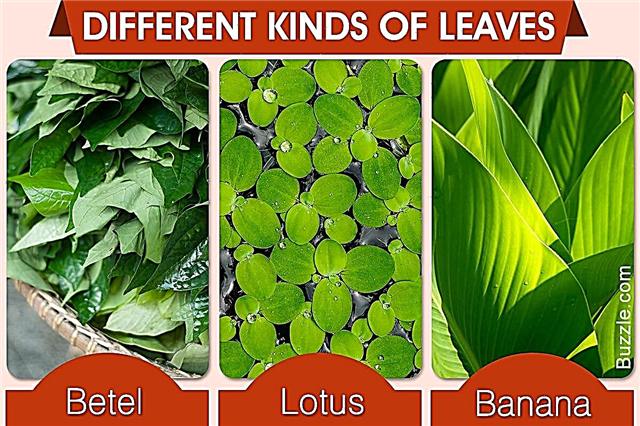 Tukaj so različne vrste listov, ki se jih morda ne zavedate