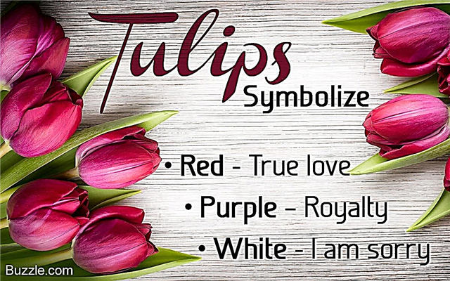Livssyklusen til tulipaner - fascinerende, koppformede blomster
