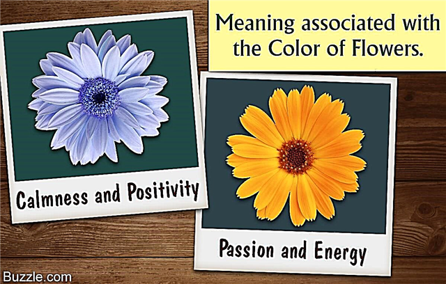 Forståelse af symbolikken og betydningen af ​​blomsterfarven