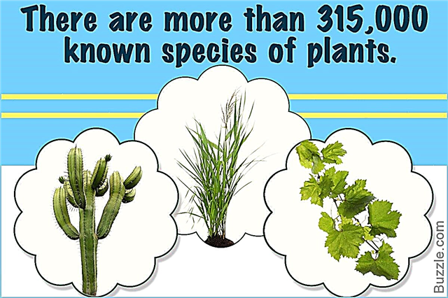 أنواع مختلفة من النباتات لم يكن لديك على الإطلاق أي فكرة عنها