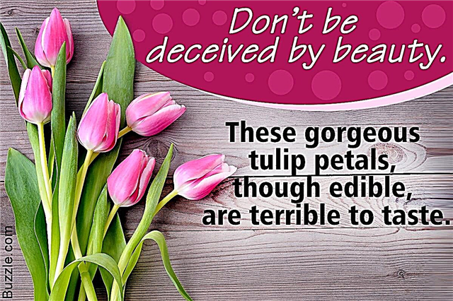 Zdumiewające fakty o tulipanach, których na pewno nie możesz przegapić