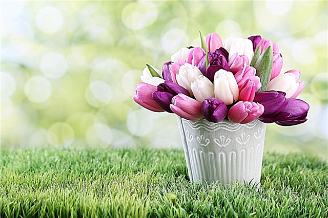 ¿Qué significan los tulipanes? Te sorprenderá saber la respuesta