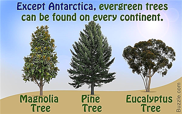 Tipuri de arbori veșnic verzi care te vor lăsa uimit