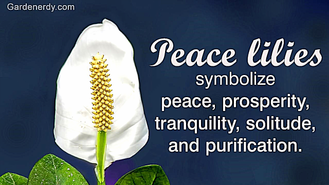 Aqui está tudo o que você queria saber sobre as plantas de lírio da paz