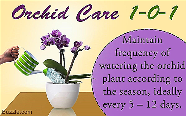 O que você precisa saber sobre o cuidado pós-flor para orquídeas