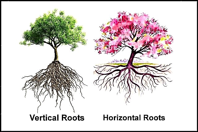 Воздействие корней деревьев на почву