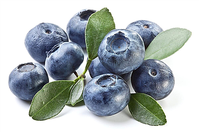 Viktiga tips att följa för odling av Huckleberries