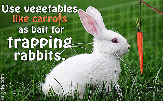 Armadilhas para coelhos caseiras: bem, fazê-las é extremamente fácil