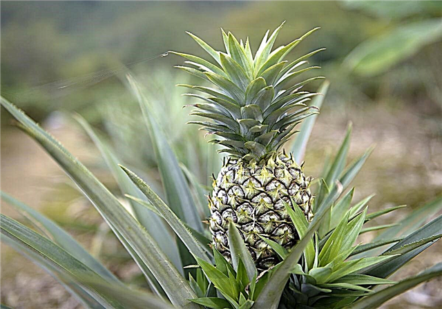 Kako se brinuti o biljci ananasa