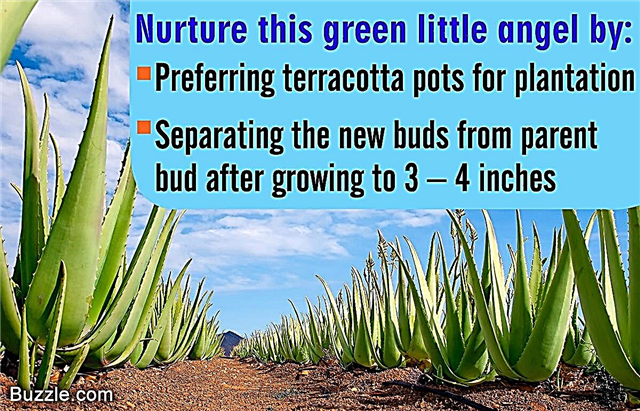 Aloe Vera Bitkilerinin Bakımı İçin Son Derece Yararlı İpuçları