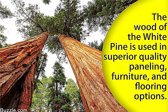Informasi White Pine Tree Yang Tidak Pernah Diberikan Pada Anda Sebelumnya