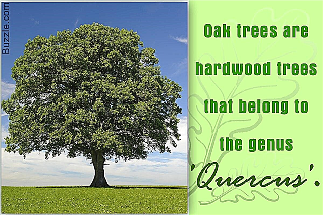 Jenis Pokok Oak: Mereka Sangat Menyenangkan untuk Dilihat