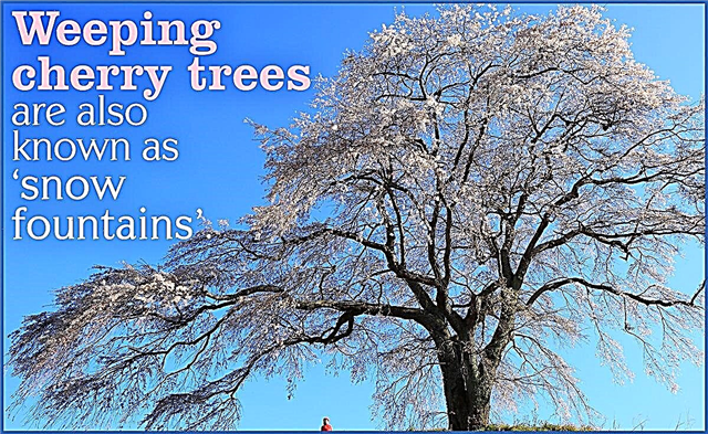 Typer af blomstrende kirsebærtræer